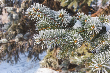 Beautiful spruce branch covered with hoar frost