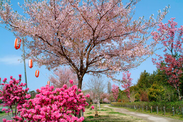 芦花公園・花の丘（東京都世田谷区）