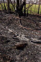 Obraz premium Glass bottle on the ground surrounded by ash. Forest fire. Environmental pollution.