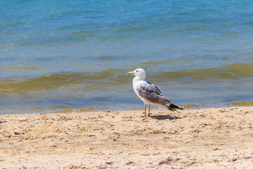 Seagull on a sandy beach of the Black sea