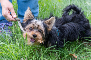 Yorkshire Terrier dog plays with a stick. A female hand holds a stick that puppy gnaws. The puppy's teeth are growing