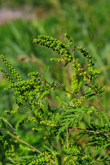 Ragweed plants (Ambrosia artemisiifolia) causing allergy