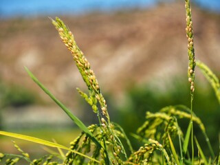 grass in the wind