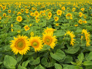Fototapeta premium Yellow and green field of sunflowers. No sky. No people