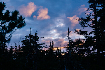 Sunset Sky in the forest