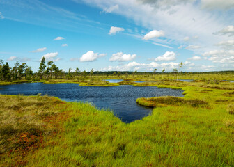 landscape from swamp, sunny summer day with bog vegetation, trees, mosses and ponds, cloudy sky