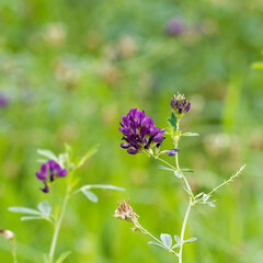 (Medicago sativa) Fleurs violettes en ombelles sur fine tige de Luzerne cultivée ou alfalfa