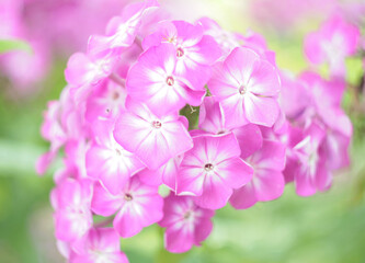 Fototapeta na wymiar Close up a cluster of pink phlox taken on a sunny summer day