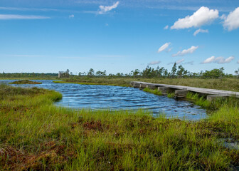 summer landscape with bog background and traditional vegetation, a wooden footpath leads through...