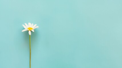 Field daisy flowers on blue background. Copy space. Minimal concept.