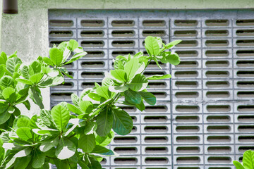 window with green leaves