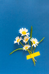 chamomile flowers taped to bright blue background. Minimal concept.