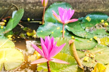 Beautiful pink lotus flower in the pond