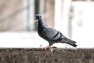 Pigeon seen rarely during covid-19 days