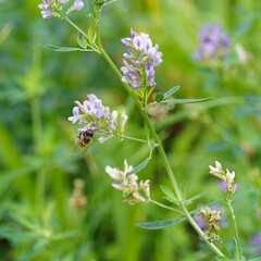 Luzerne cultivée ou foin de Bourgogne à fleurs violacées (Medicago sativa) 