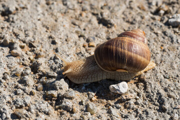 A Snail Slowly Carrying Its House on a Warm Summer Morning
