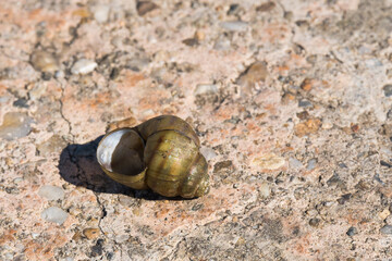 A Colorful Snail Shell Abandoned on the Pavement and Warmed by the Late Summer Sun