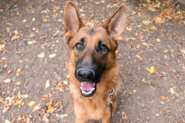 Cute German Shepherd dog posing outside. Show dog in autumn, leaves on the ground. Home pet.
