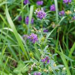 Medicago sativa | Luzerne cultivée ou foin de Bourgogne au feuillage gris vert à trois folioles oblongues, aux grappes de fleurs à corolles violacées sur hautes tiges