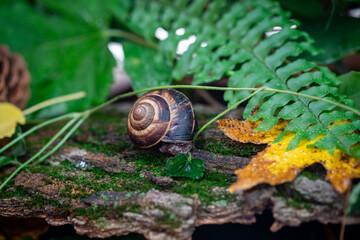 A large snail on the bark of a tree. Photo in the wild. Burgudian, grape or Roman edible snail from the Helicidae family.