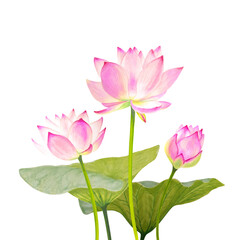Obraz na płótnie Canvas Lotus flower on white background.