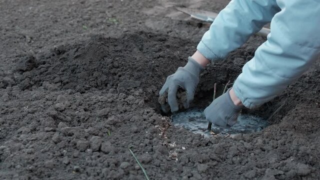 Water the pit with a young seedling. The girl fills the earth with water.
