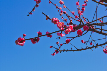 梅と青空