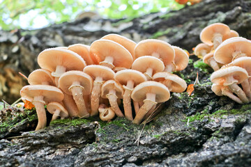 Honey Fungus (Armillaria mellea) grows on old felled birch trees. A group of edible stump mushroom....