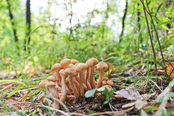 Honey Fungus (Armillaria mellea) grow on the ground in a deciduous-coniferous forest. A group of...