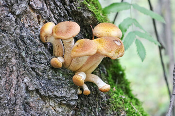 Honey Fungus (Armillaria mellea) grows on old felled birch trees. A group of edible stump mushroom....