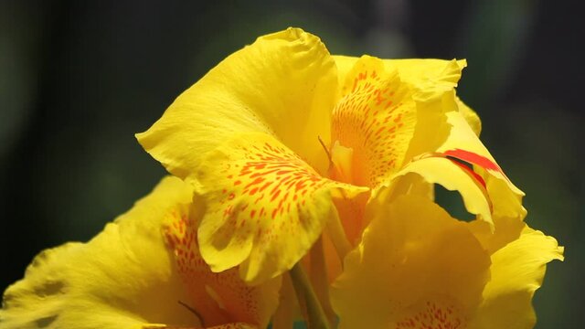 Yellow Canna flower