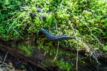 Black slug on a log covered with moss in the forest