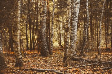 autumn sunny forest view in the morning