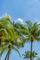 Fototapeta na wymiar Coconut trees over blue sky