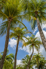 Obraz na płótnie Canvas Coconut trees over blue sky