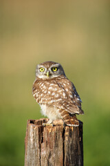 The little owl (Athene noctua) sitting at stake with green background. Little European owl with yellow eyes and dotted feathers sitting on a stick with a green background.