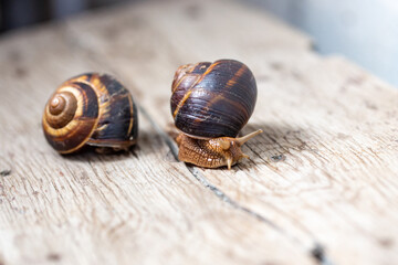 Big snail on the tree. Burgudian, grape or Roman edible snail from the Helicidae family.