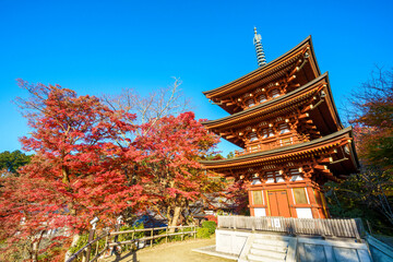 明日香村・岡寺の三重宝塔と紅葉