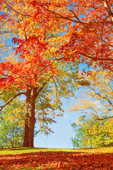 Colorful autumn foliage trees at a park in New England. Blue sky background.