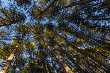 Bottom view of Aleppo pine forest. Pinus halepensis. Pinar de Las Lomas, León, Spain.