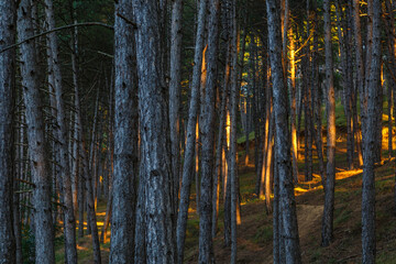 Fototapeta premium Aleppo pine forest with sunset light. Pinus halepensis. Pinar de Las Lomas, León, Spain.