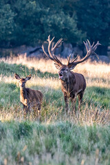 Red Deer Stags (Cervus elaphus) europe