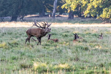 Red Deer Stags (Cervus elaphus) europe
