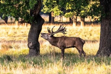 Red Deer Stags (Cervus elaphus) europe