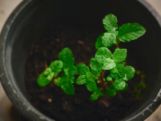 Mint leaves plant growing herb Home garden 