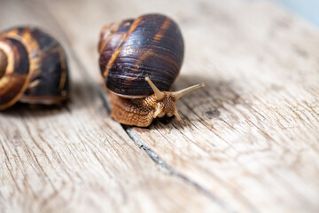 Big snail on the tree. Burgudian, grape or Roman edible snail from the Helicidae family.