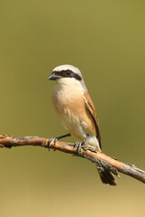 The red-backed shrike (Lanius collurio) sits on a branch with a green background. A small bird with a black feather over its eye on a green background.