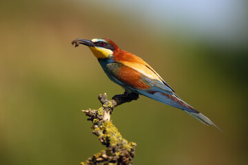 The European bee-eater (Merops apiaster) sitting on a thin twig with a bee in its beak