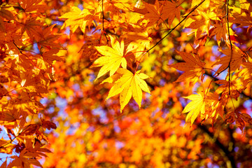 明日香村・岡寺の紅葉