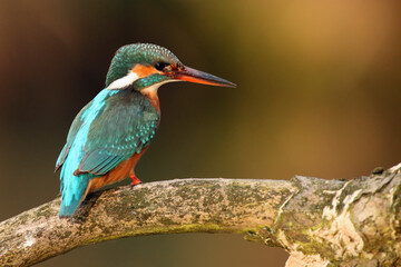 The common kingfisher (Alcedo atthis) also known as the Eurasian kingfisher sitting on the branch